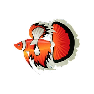 Betta Clownfish